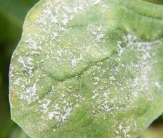 木槿花的病害防治方法
