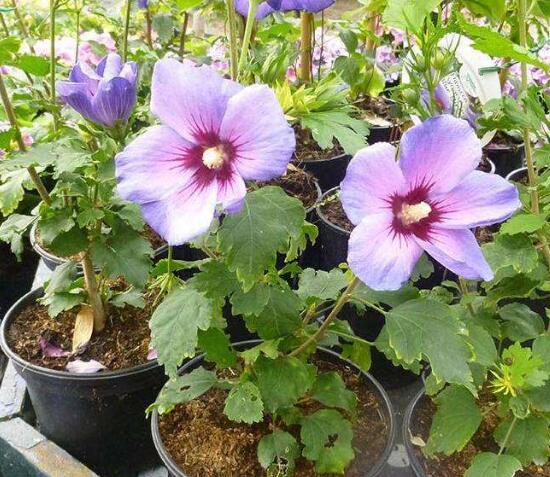 木槿花有毒吗