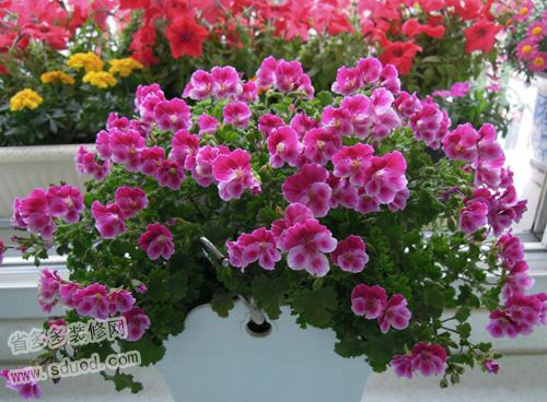 舞春花的栽培技术  舞春花的栽培要点