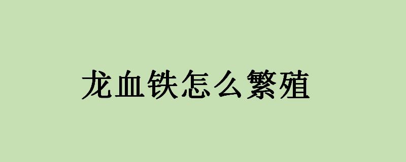 龙血铁怎么繁殖？