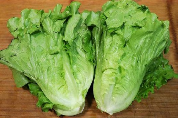 生菜生长周期多少天 播种后多久可以收获