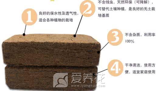 椰砖和营养土的区别，以及椰砖的使用方法及注意事项