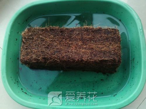 椰砖和营养土的区别，以及椰砖的使用方法及注意事项