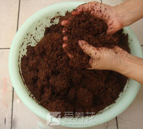 椰砖和营养土的区别，以及椰砖的使用方法及注意事项