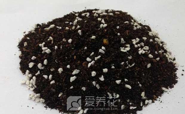 椰砖和营养土的区别，以及椰砖的使用方法及注意事项