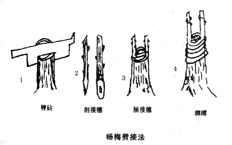 嫁接之劈接法