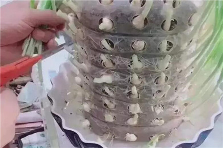 油桶怎么种菜,只需十个洞，油桶秒变小菜园