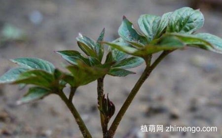 芍药几月份移栽，芍药在8～9月份移栽