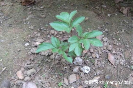 芍药几月份移栽，芍药在8～9月份移栽