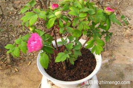 芍药几月份移栽，芍药在8～9月份移栽