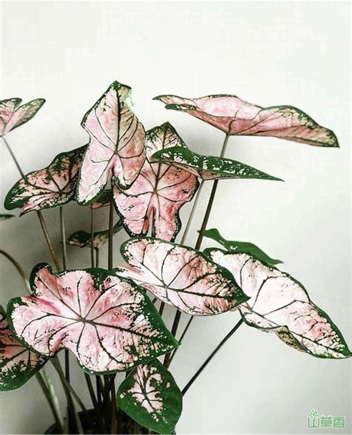 彩叶芋的繁殖方法