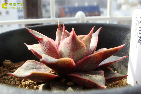 大合樱 Echeveria ‘Yamatozakura’