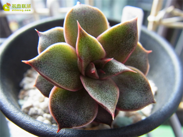 大合樱 Echeveria ‘Yamatozakura’