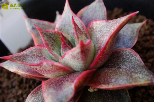 大合樱 Echeveria ‘Yamatozakura’