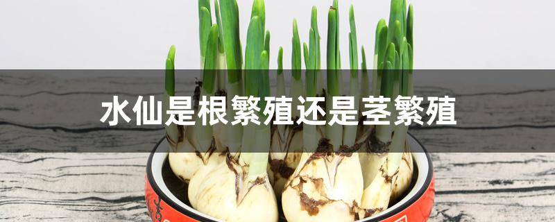 水仙是根繁殖还是茎繁殖
