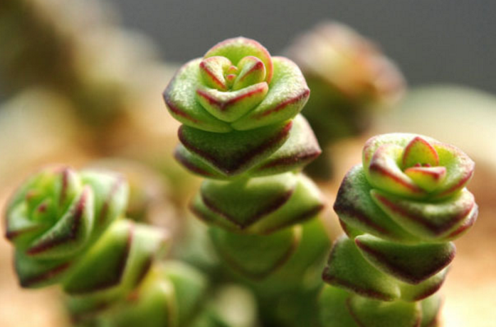 钱串子开花吗 砍头繁殖方法是怎样的