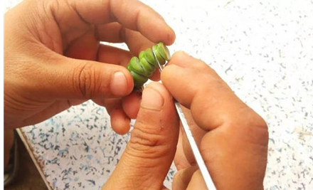 钱串子开花吗 砍头繁殖方法是怎样的