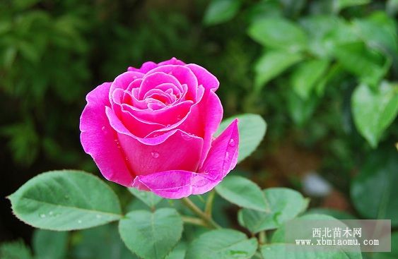 梅雨季节的月季扦插