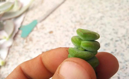 钱串子开花吗 砍头繁殖方法是怎样的