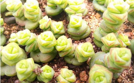 钱串子开花吗 砍头繁殖方法是怎样的