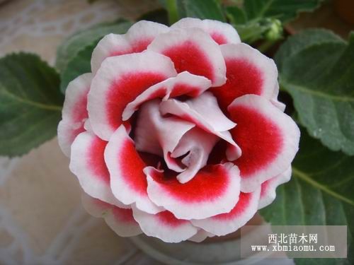 大岩桐有哪些栽培要点