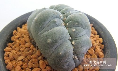 鸟羽玉的养殖管理技术