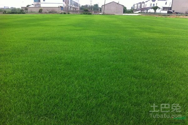 黑麦草品种及习性分析