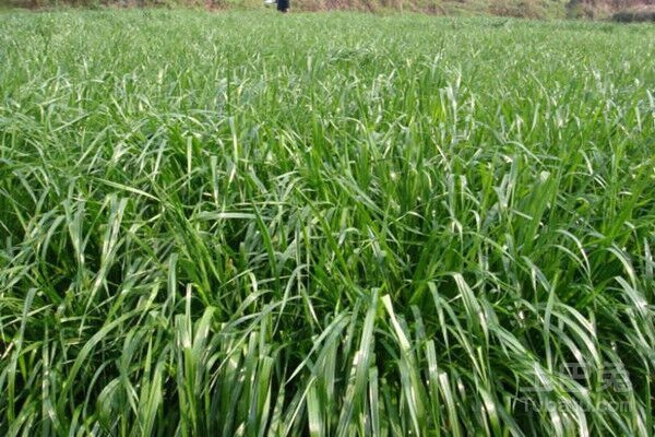 黑麦草品种及习性分析