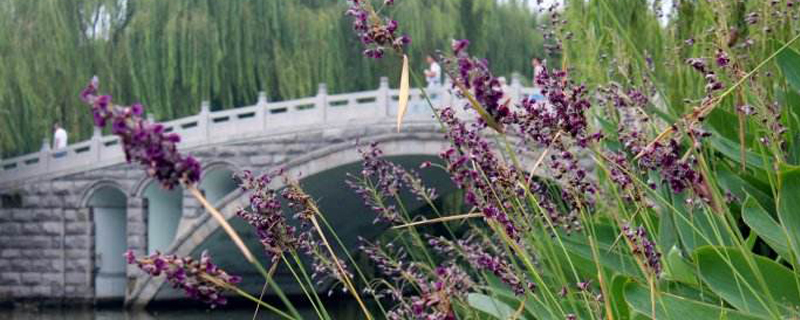 再力花叶子周边发黄怎么办