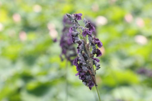 草本植物再力花一般什么时候播种、开花？花期多久？种子价格多少钱一斤？怎么种？