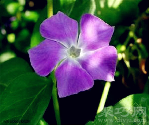 小长春花 小长春花花语