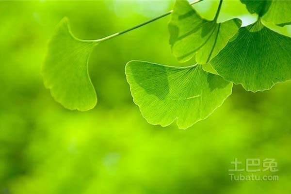 银杏树图片大全 银杏树的资料介绍