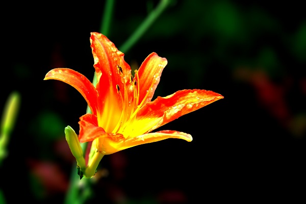黄花菜图片 野生黄花菜长啥样