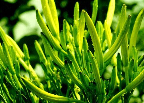 野生黄花菜图片大全