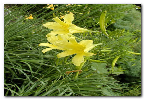 野生黄花菜图片大全