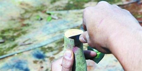 油茶树怎么嫁接茶花？油茶树嫁接技术