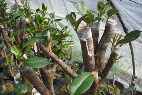 油茶树怎么嫁接茶花？油茶树嫁接技术