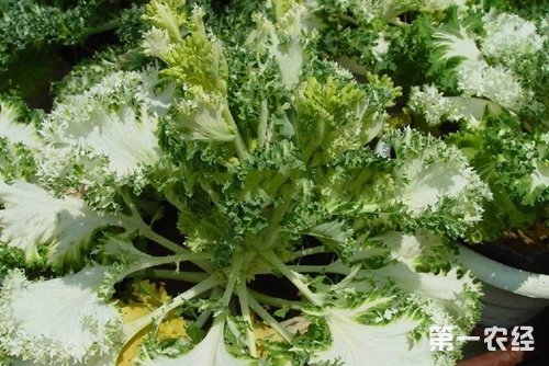 2、与播种早晚的关系