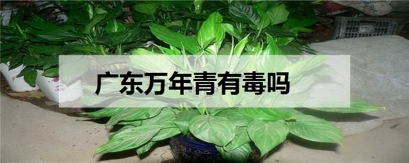 广东万年青有毒吗 如何养殖