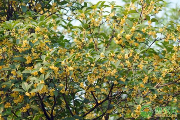 桂花如何嫁接？桂花砧木接穗选择及嫁接后管理要点