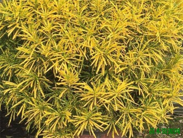 细叶变叶木的养殖方法和注意事项 细叶变叶木怎么浇水