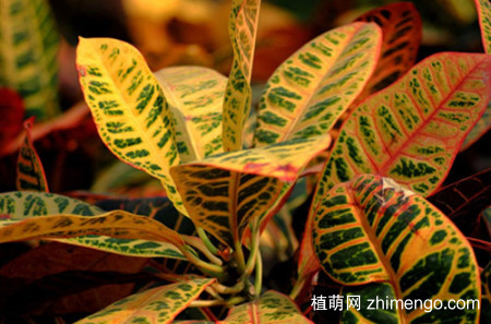 变叶木如何过冬？做好这几点就能安全过冬！