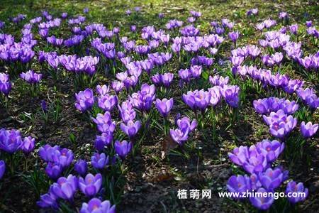 16张藏红花图片