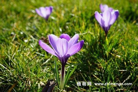 16张藏红花图片