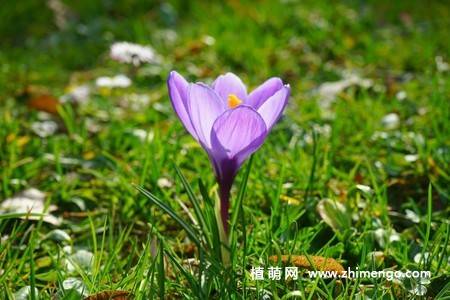 16张藏红花图片