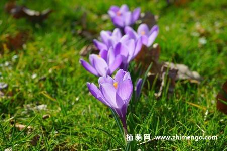 16张藏红花图片