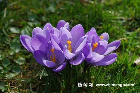 16张藏红花图片