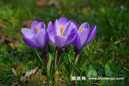 16张藏红花图片