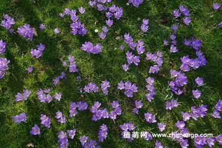 16张藏红花图片
