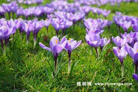 16张藏红花图片